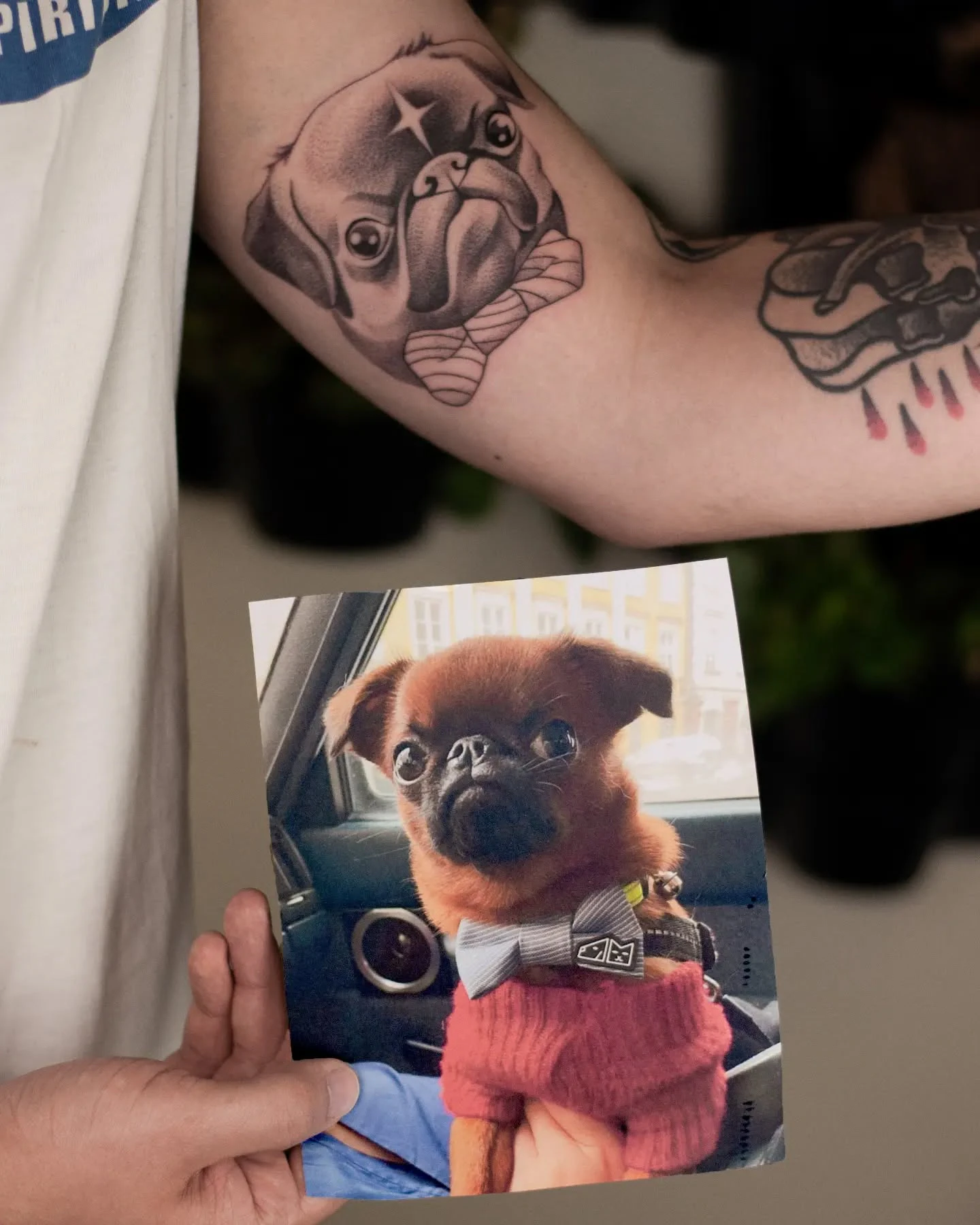 Portret wytatuowanego mopsa z charakterystyczną gwiazdką na czole i muszką, pokazany obok fotografii psa będącej odniesieniem do projektu.