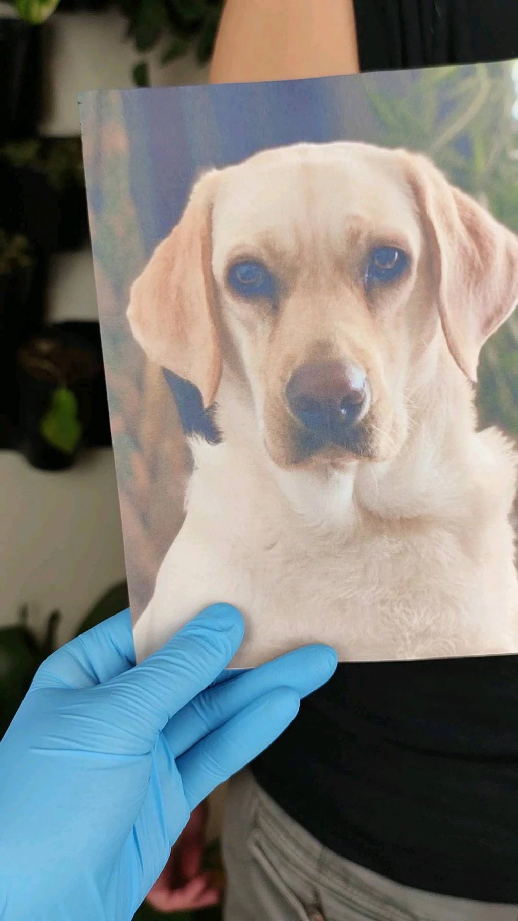 Klatki wideo pokazują zdjęcie labradora, odpowiadający mu portret psa wytatuowany na ramieniu oraz porównanie projektu z fotografią referencyjną.