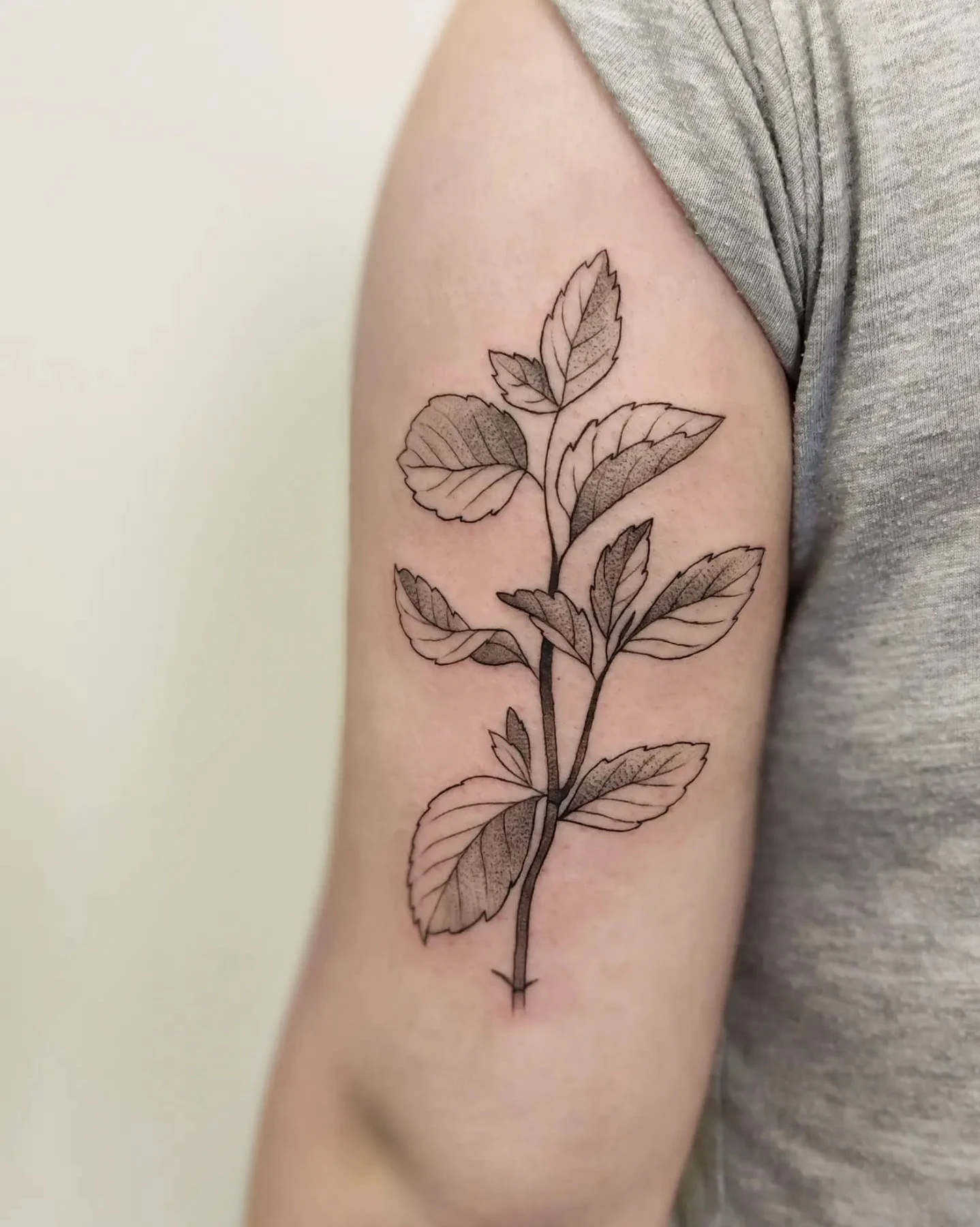 Botaniczny tatuaż przedstawiający gałązkę mięty z liśćmi na ramieniu.