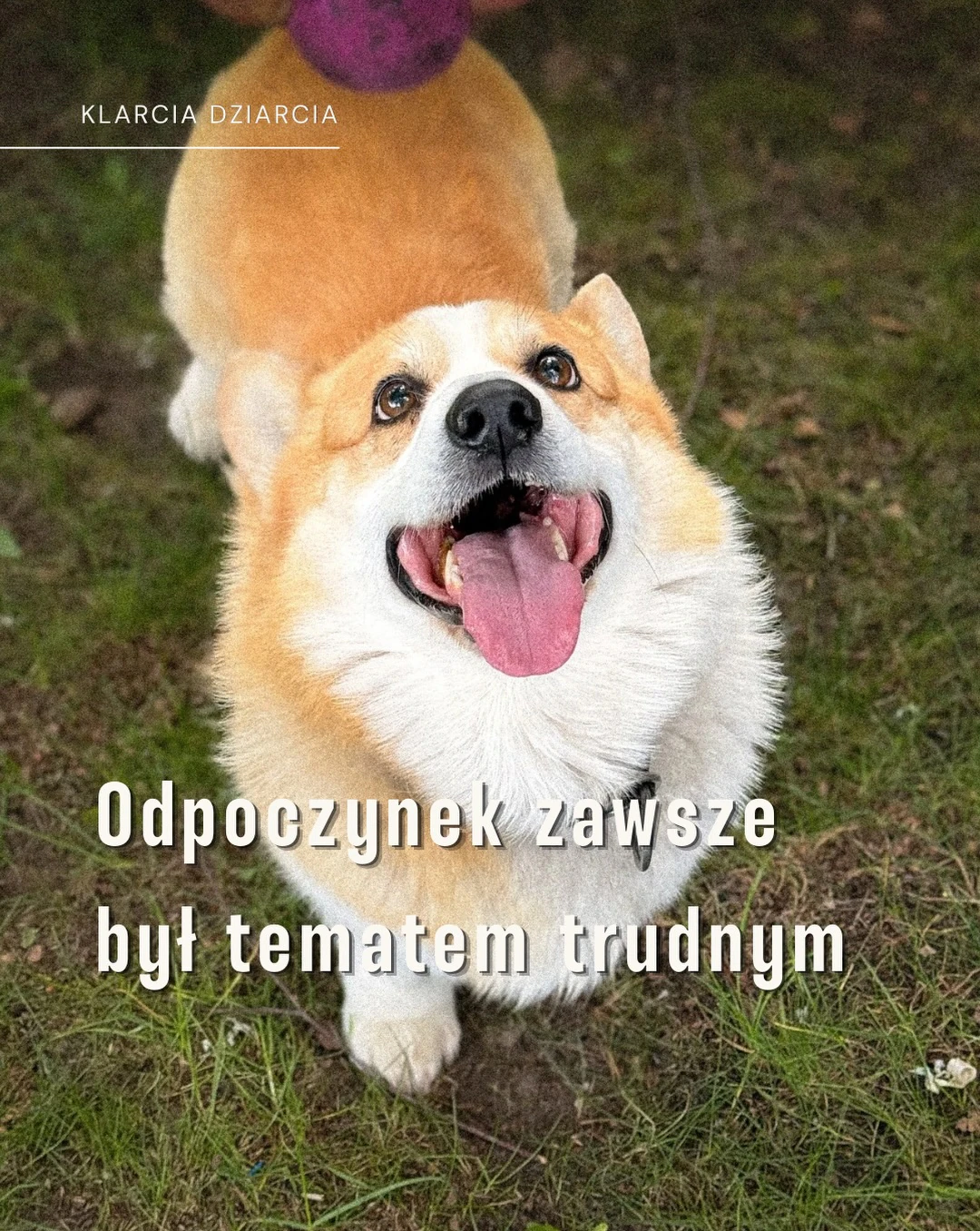 Karuzela ze zdjęciami psa rasy corgi na trawie i przy schodach, ptaka siedzącego na gałęzi oraz polnych kwiatów; na pierwszym i ostatnim slajdzie widoczny jest tekst o odpoczynku.