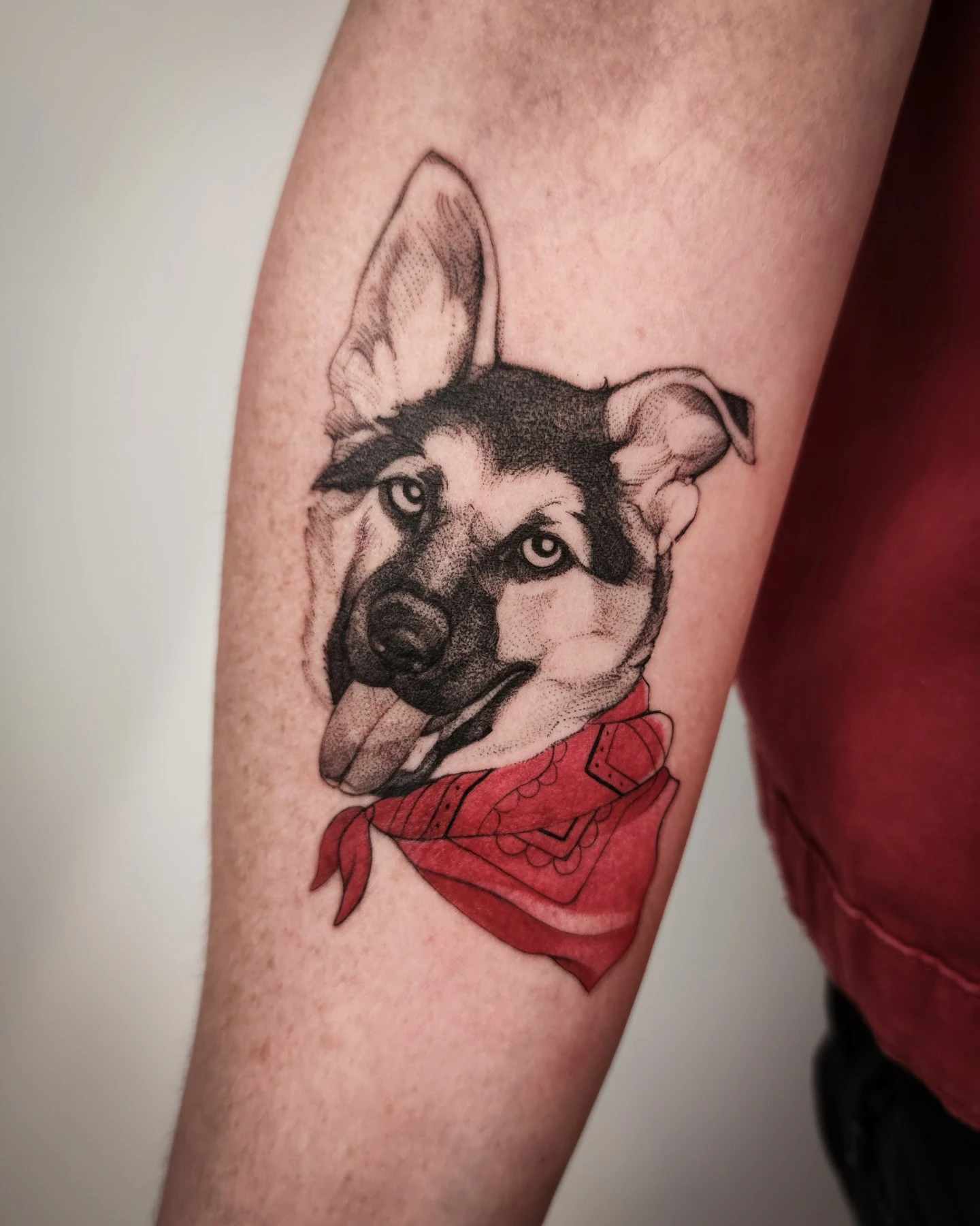 Portret owczarka niemieckiego w czerwonej chuście wykonany jako tatuaż; karuzela pokazuje także archiwalne zdjęcie psa z opiekunką oraz porównanie świeżego i wygojonego tatuażu.