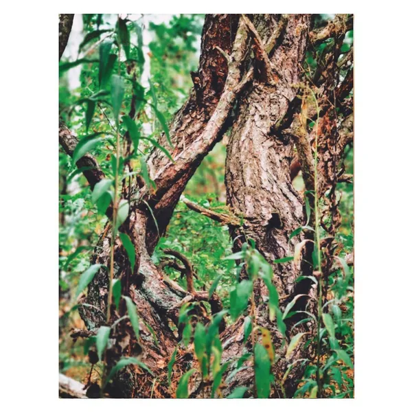 Projekt z 11/17/2020 - Zdjęcie ze spaceru po Kampi