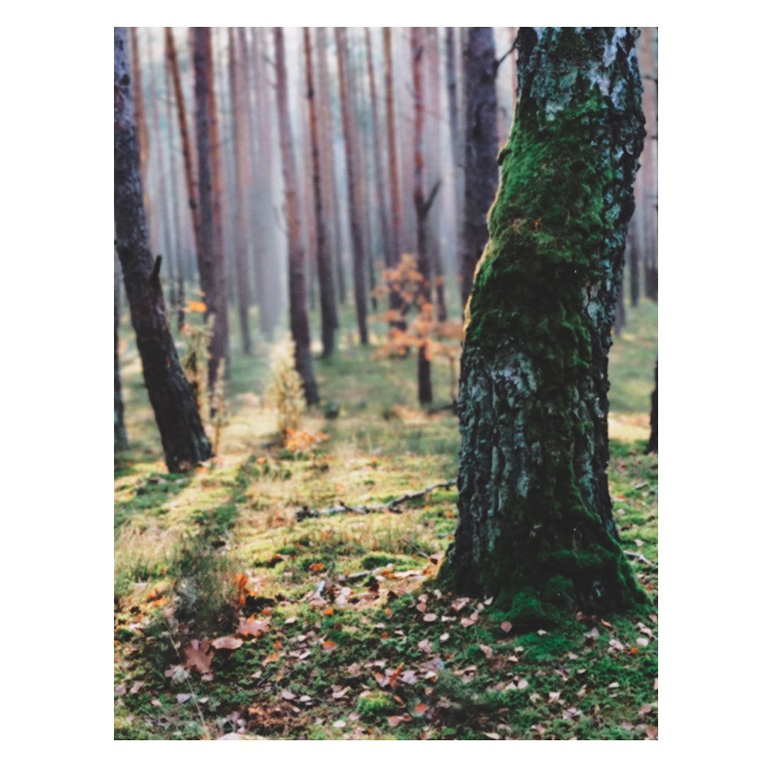 Puszcza Kampinos