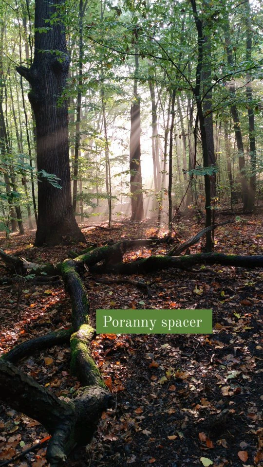 Jesienny spacer leśną ścieżką wśród drzew, opadłych liści i promieni słońca.